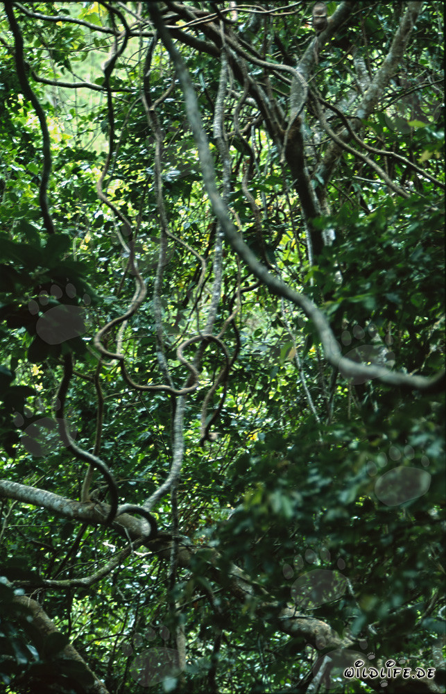 Intricato intreccio di liane nella affascinante foresta pluviale di Fiji