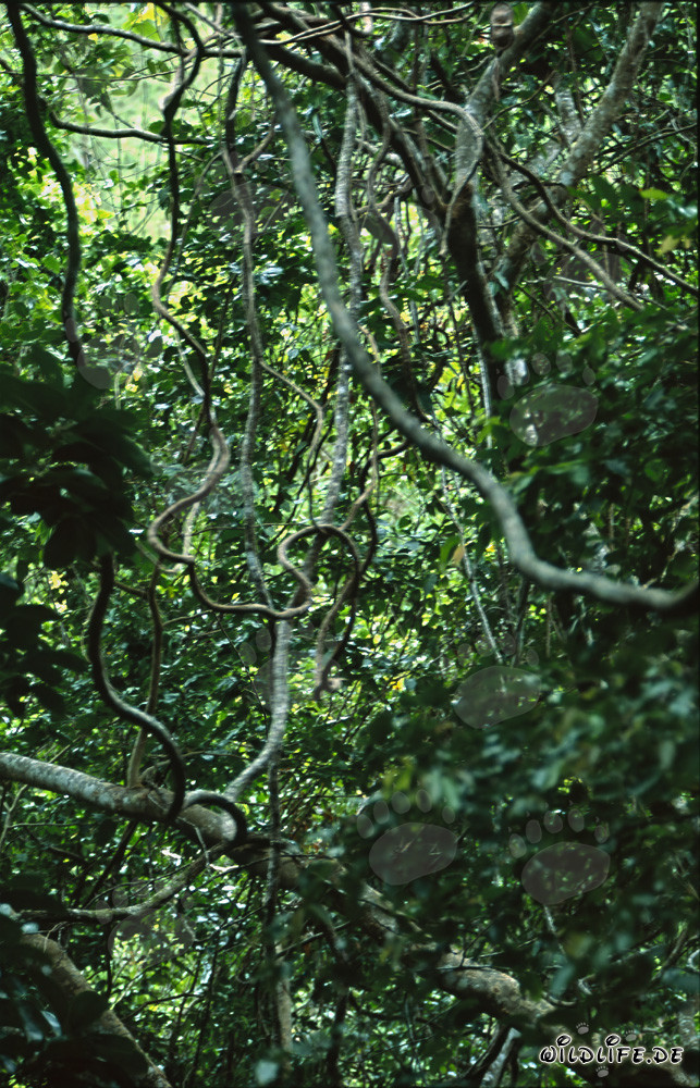 Enchevêtrement pittoresque de lianes dans la fascinante forêt tropicale de Fidji