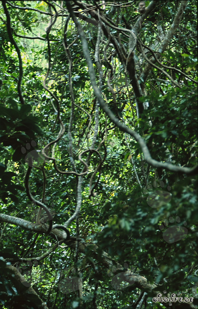 Picturesque Tangle of Vines in the Captivating Fiji Rainforest
