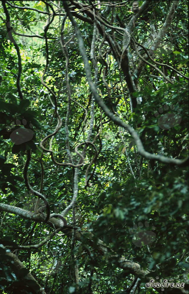 Malerisches Lianengewirr im faszinierenden Fiji Regenwald
