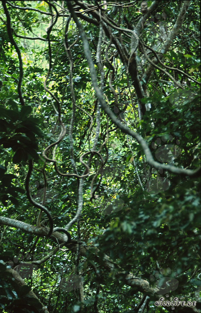Enredo pintoresco de lianas en la fascinante selva de Fiji