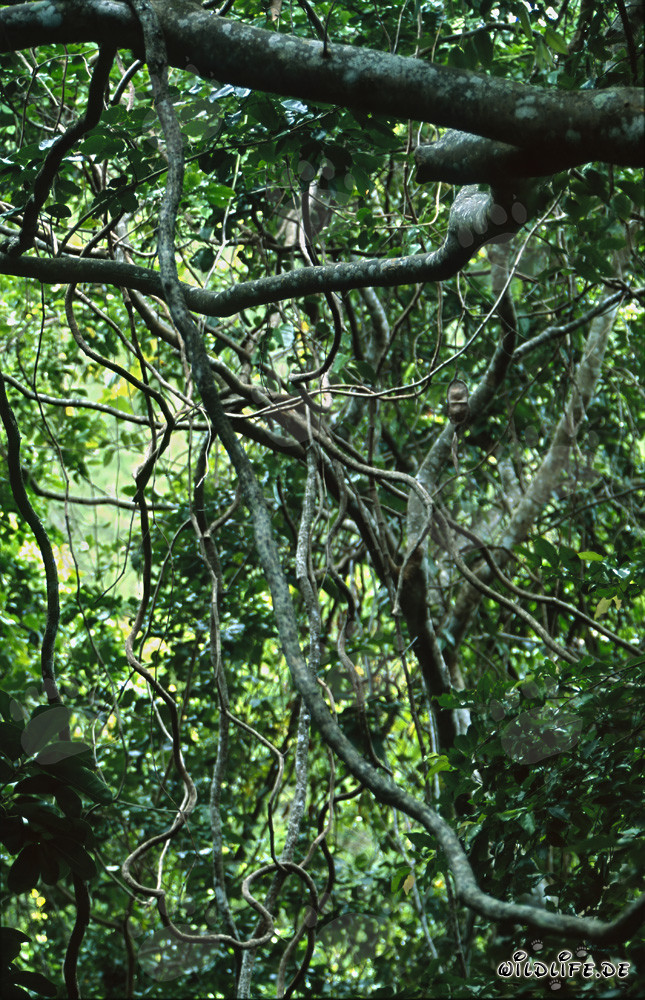 Liane tropicali nella fitta foresta pluviale di Fiji