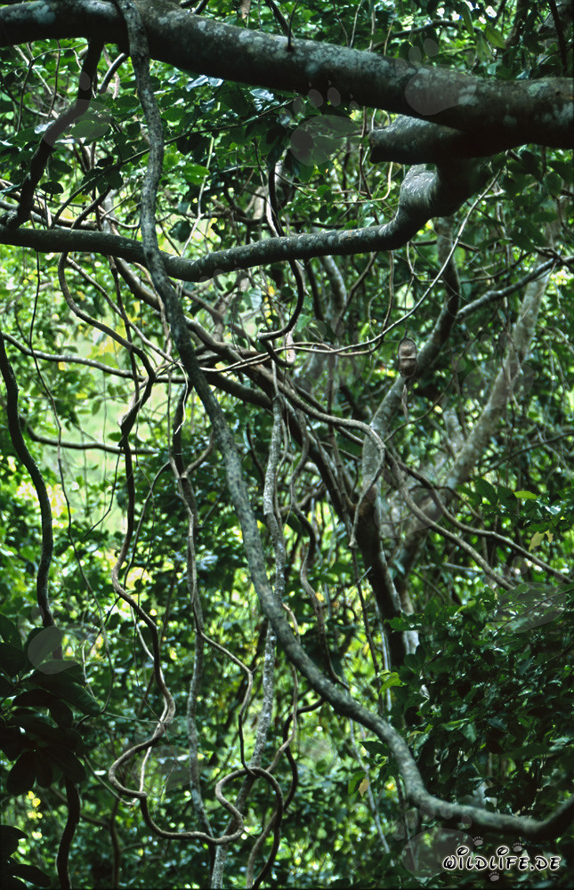 Lianes tropicales dans la dense forêt tropicale de Fidji