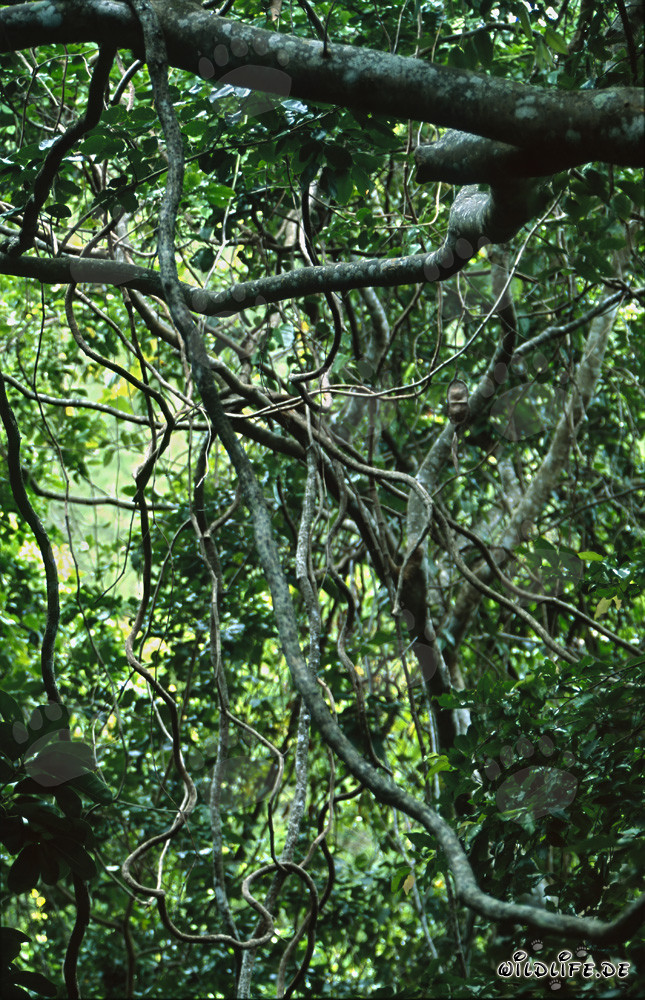 Tropical Vines in the Dense Rainforest of Fiji