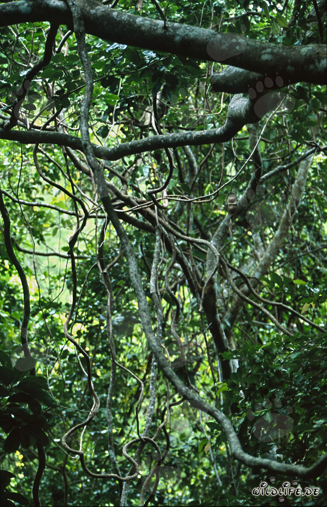 Tropische Lianen im dichten Regenwald von Fiji