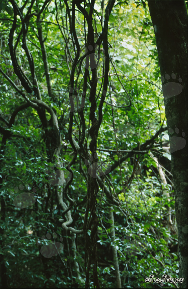 Fascinanti liane nella lussureggiante foresta pluviale di Fiji