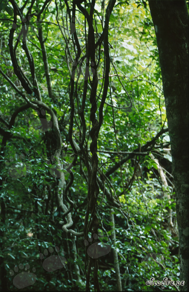 Lianes fascinantes dans la luxuriante forêt tropicale de Fidji