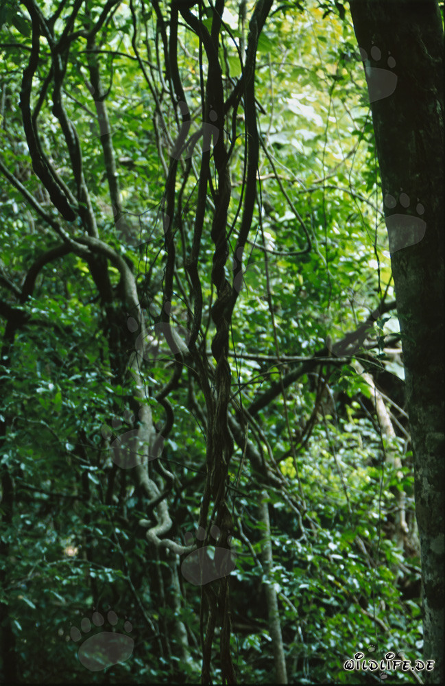Faszinierende Lianen im üppigen Regenwald von Fiji