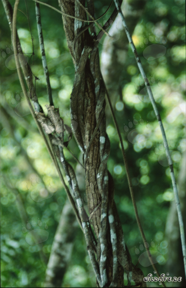 Le liane avvolgono un maestoso albero nella foresta pluviale tropicale delle Figi