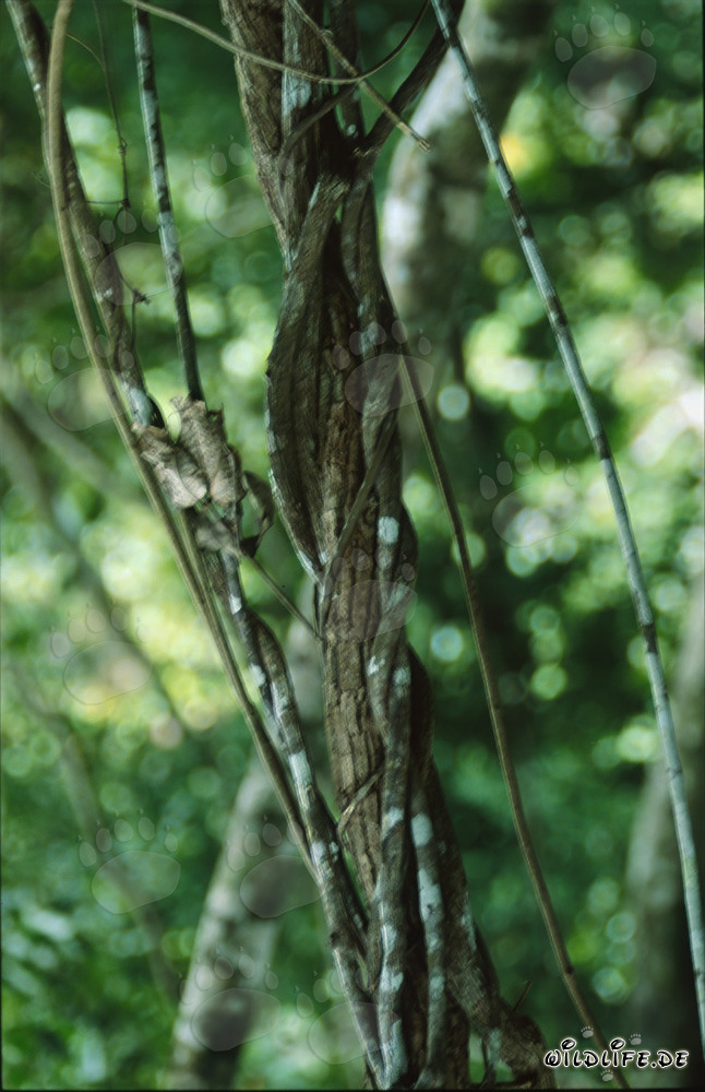 Lianes enlacent un majestueux arbre dans la forêt tropicale de Fidji
