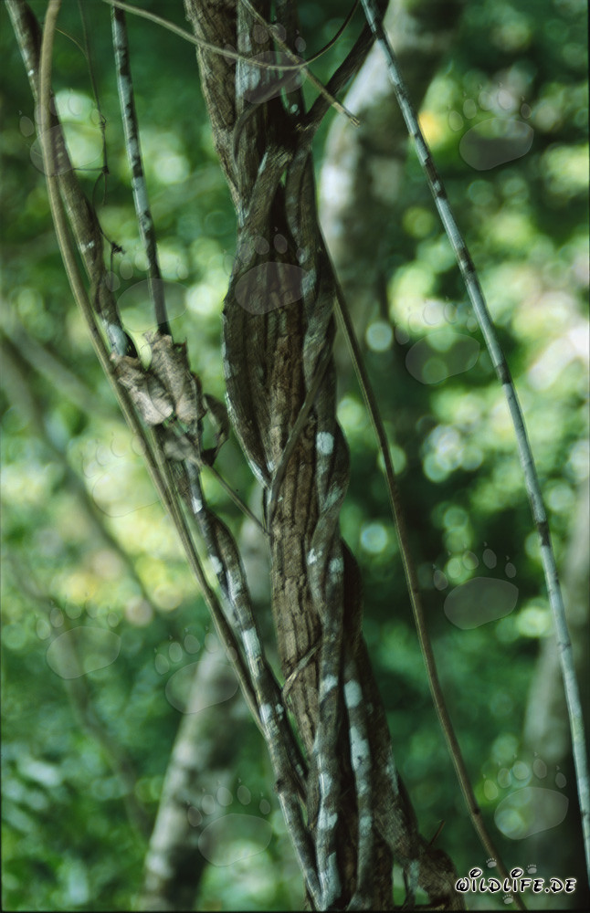 Vines entwine a majestic tree in the tropical rainforest of Fiji