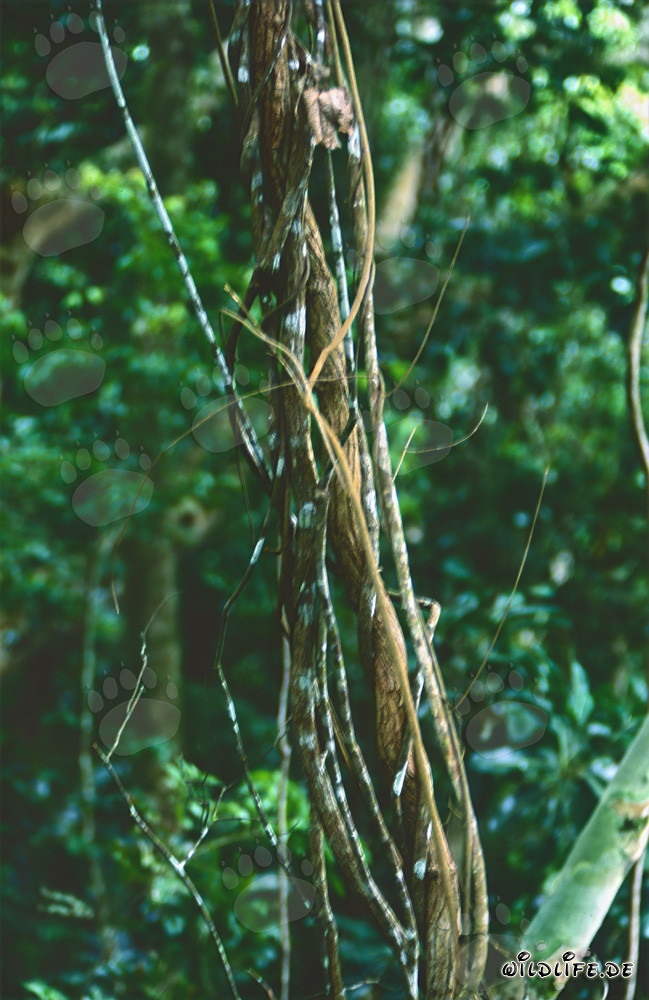 Lianas majestuosas en la exuberante selva de Fiji