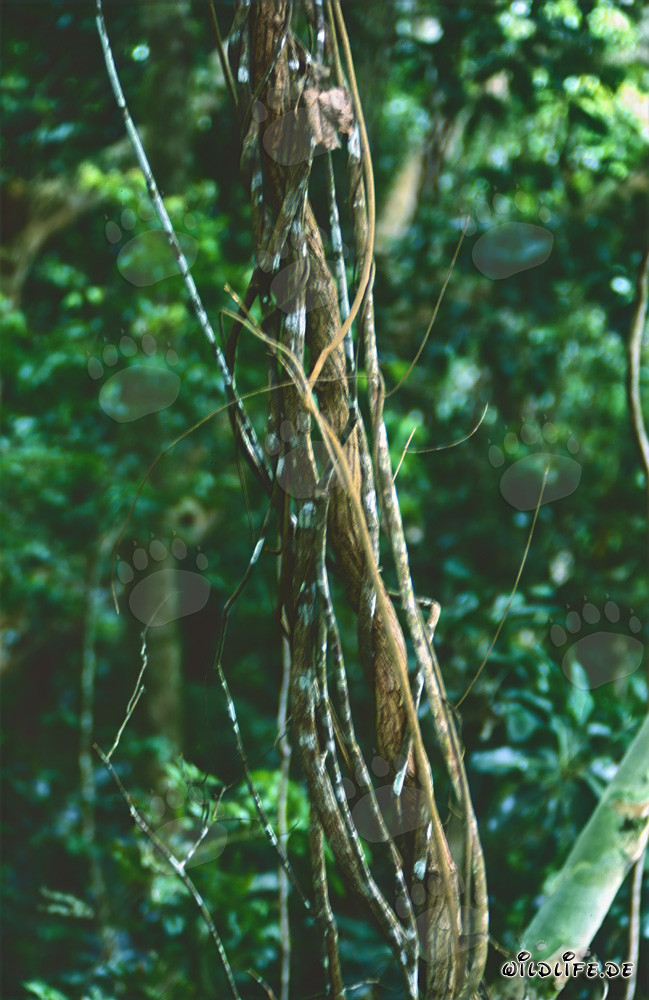 Majestic Lianas in the lush rainforest of Fiji