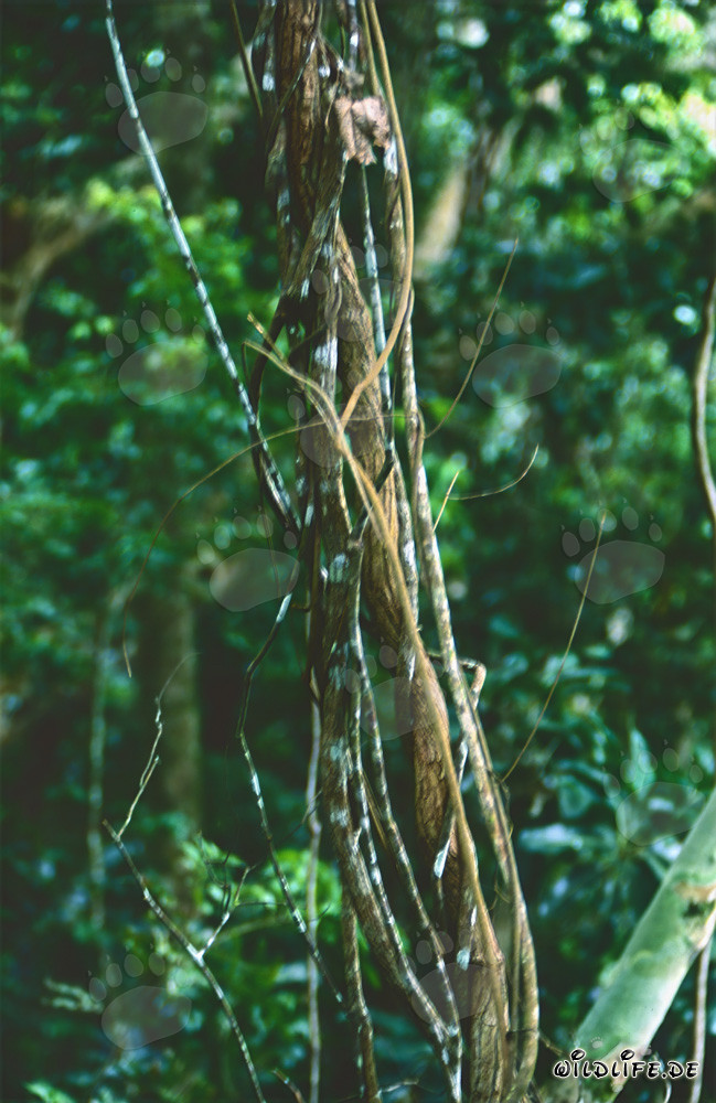 Liane maestose nella lussureggiante foresta pluviale delle Fiji