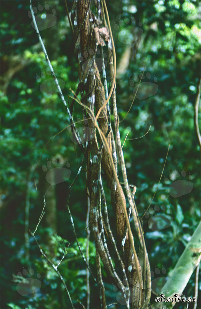 Lianes majestueuses dans la luxuriante forêt tropicale des Fidji