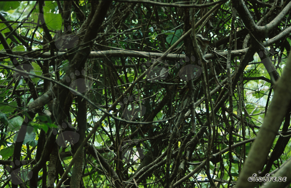 Entangled tangle of vines in the lush rainforest of Fiji