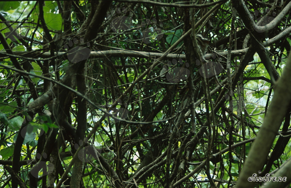Intreccio di liane nella lussureggiante foresta pluviale di Figi