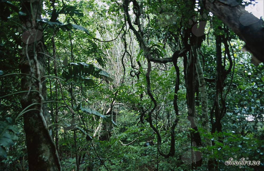 Diversity in the Fiji Rainforest