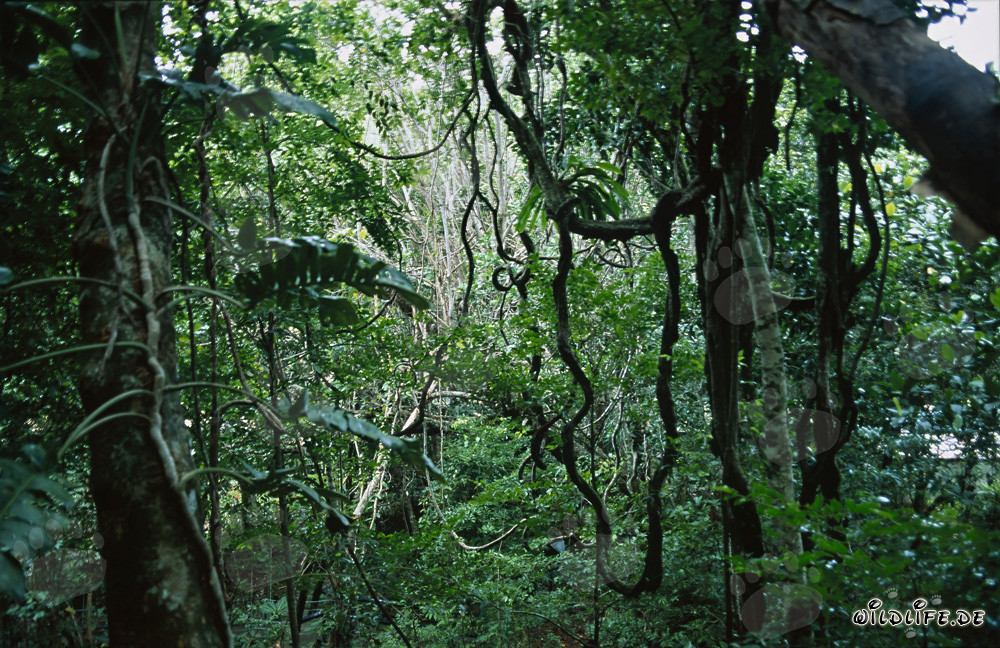 Vielfalt im Fiji Regenwald
