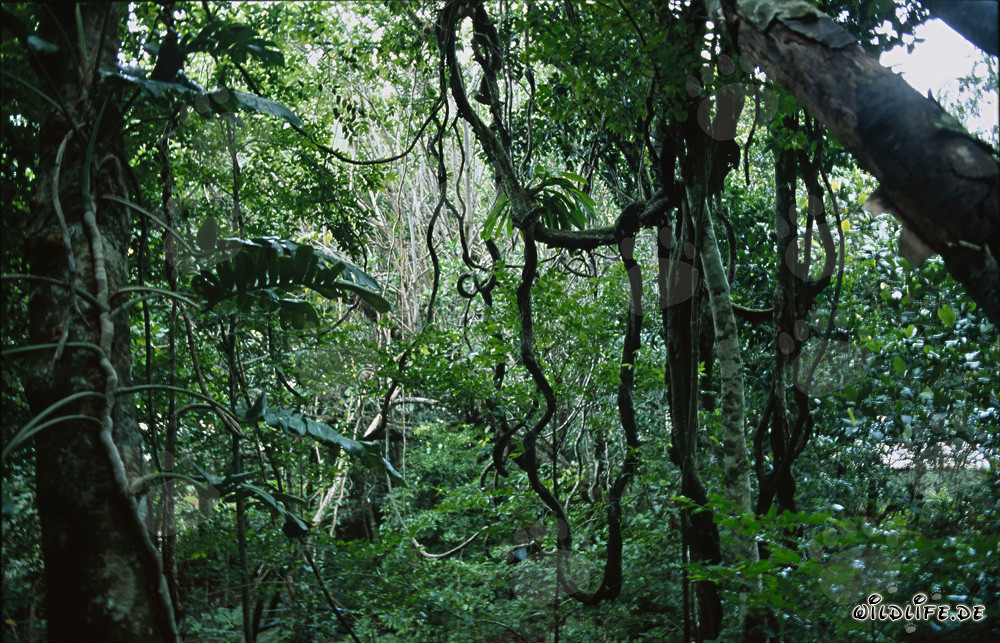 Forêt tropicale fascinante de Fidji pleine de vie et de diversité