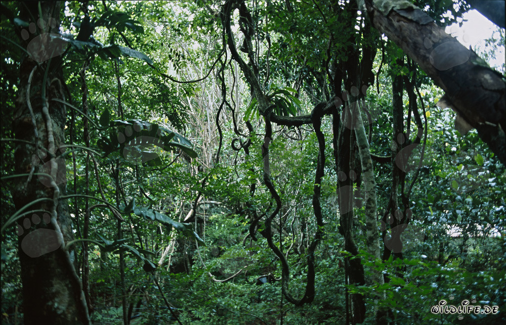 Faszinierender Regenwald von Fiji voller Leben und Vielfalt