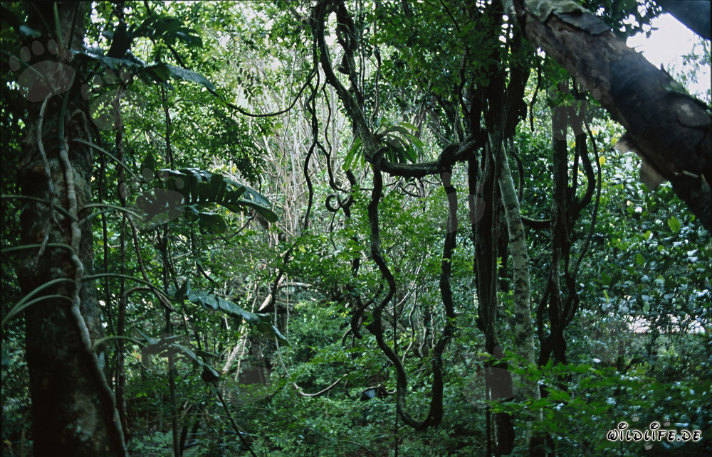 Fascinante selva de Fiji llena de vida y diversidad