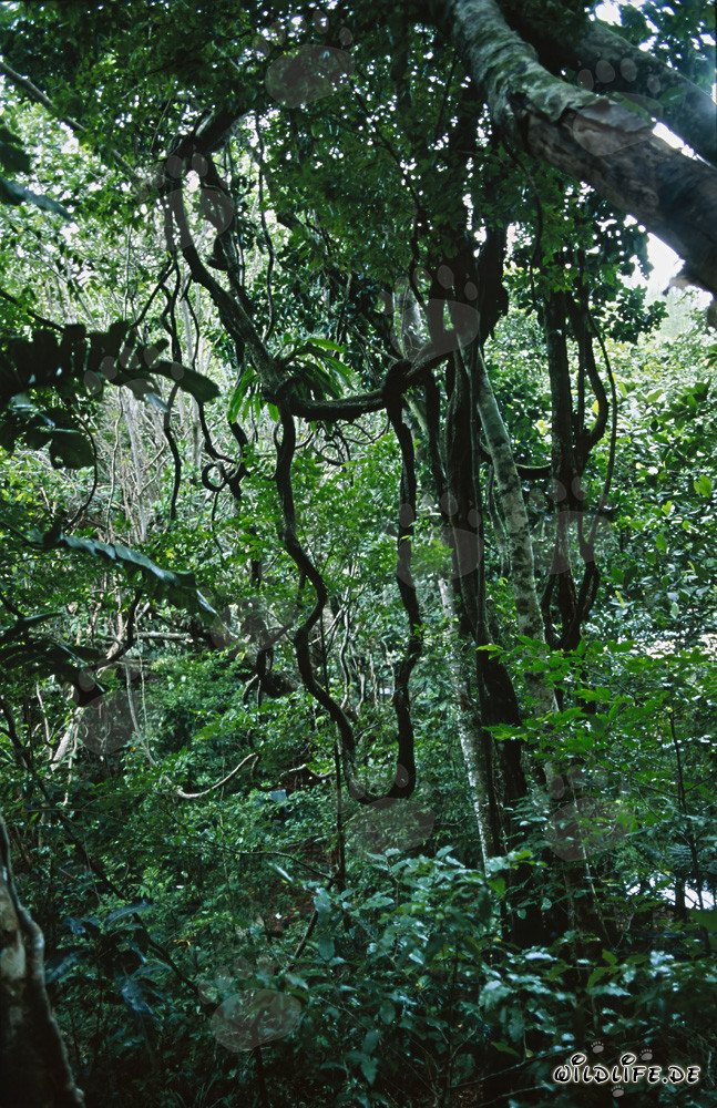 Vielfalt des Regenwaldes auf Viti Levu, Fidschi