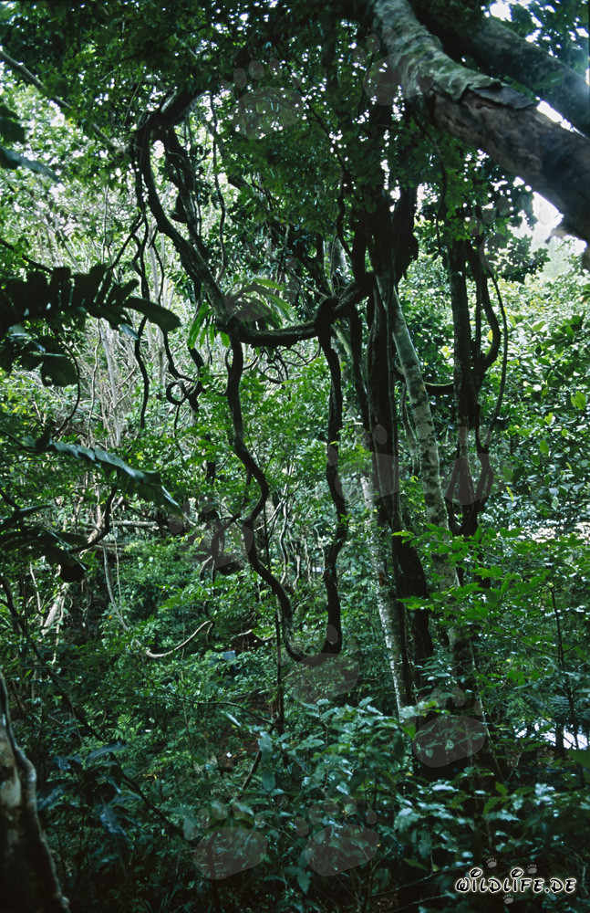 Diversità della foresta pluviale di Viti Levu, Figi