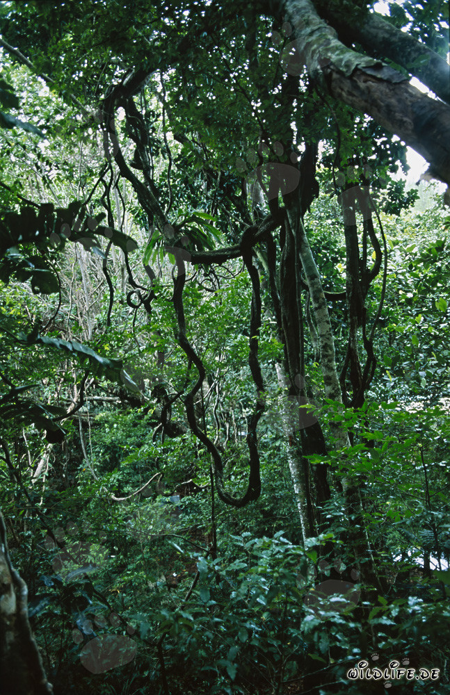 Diversity of the Rainforest on Viti Levu, Fiji