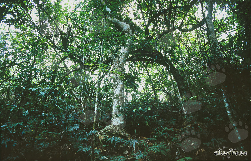 Diversité dans la forêt tropicale de Fidji
