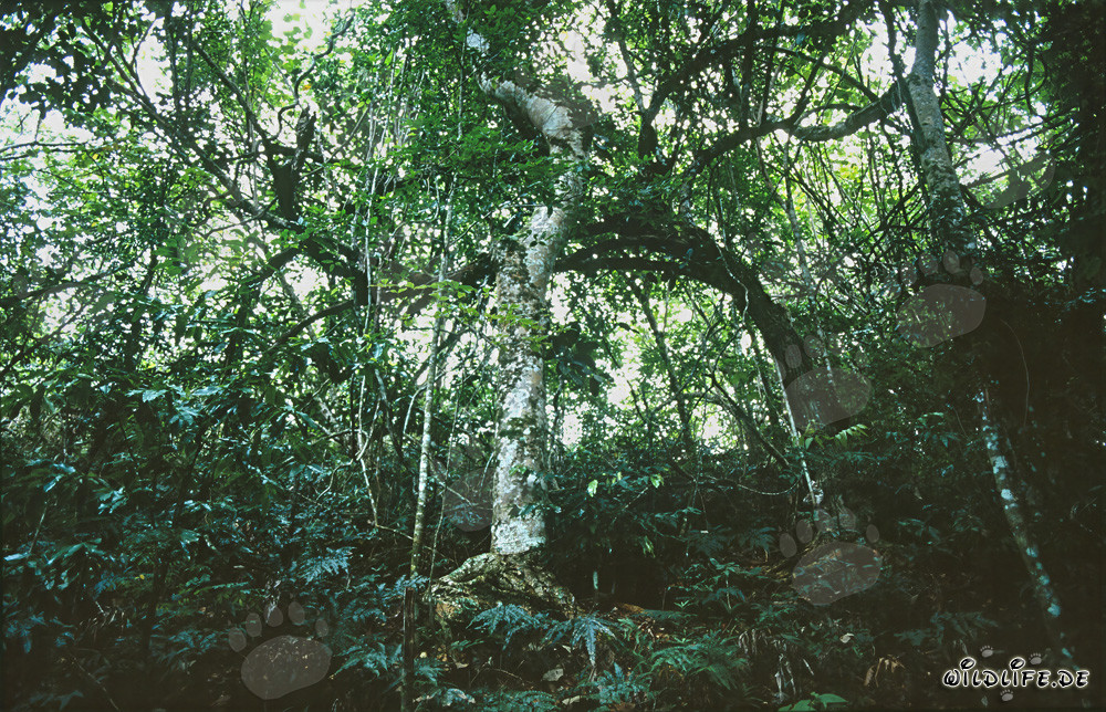 Vielfalt im Fiji Regenwald