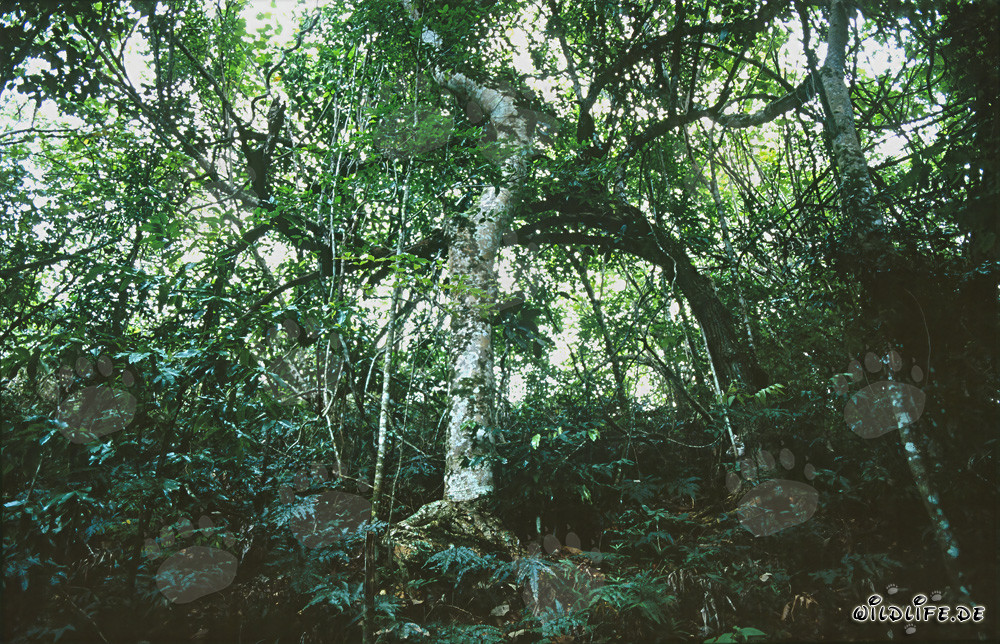 Diversità nella foresta pluviale di Fiji