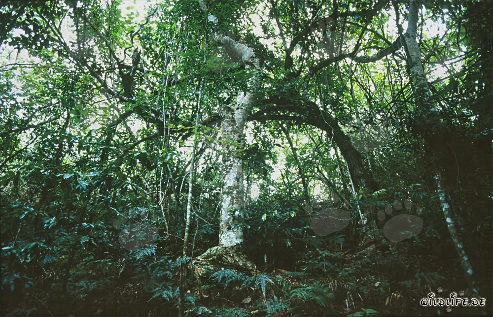 Diversidad en el bosque lluvioso de Fiji