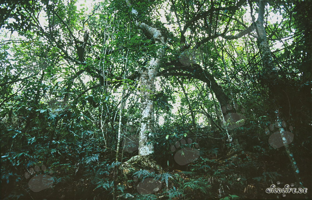 Diversity in the Fiji Rainforest