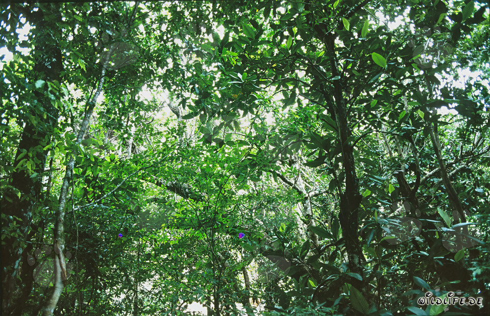 Luce magica nella lussureggiante foresta pluviale di Viti Levu, Figi