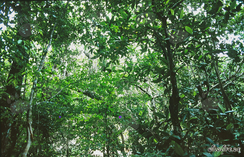 Magisches Licht im üppigen Regenwald von Viti Levu, Fidschi