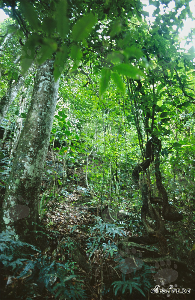 Fascinating green in the lush rainforest of Viti Levu, Fiji