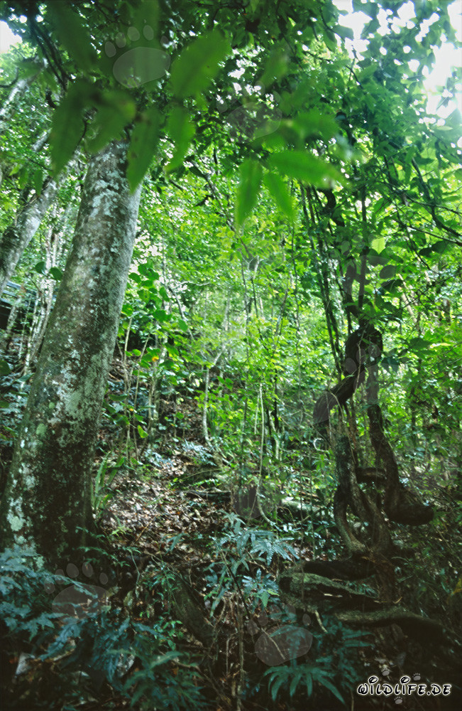 Faszinierendes Grün im üppigen Regenwald von Viti Levu, Fiji