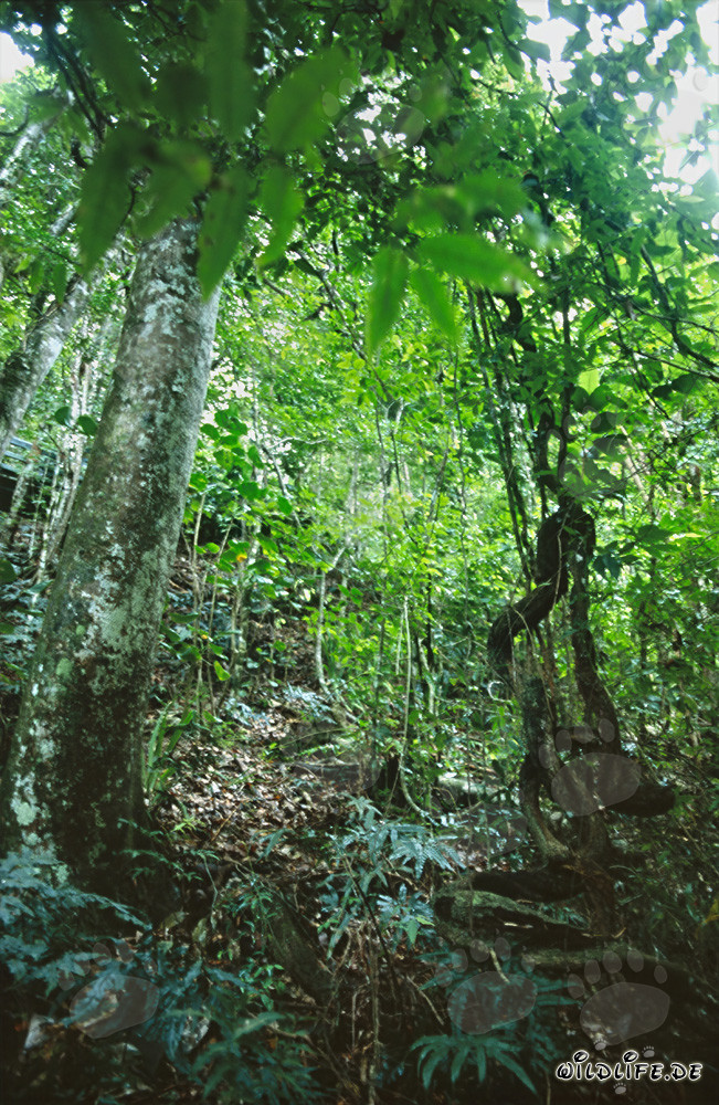 Il verde affascinante nella lussureggiante foresta pluviale di Viti Levu, Figi