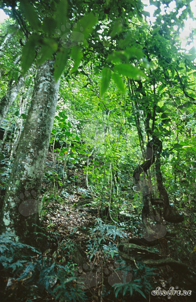 El fascinante verde en la exuberante selva de Viti Levu, Fiji