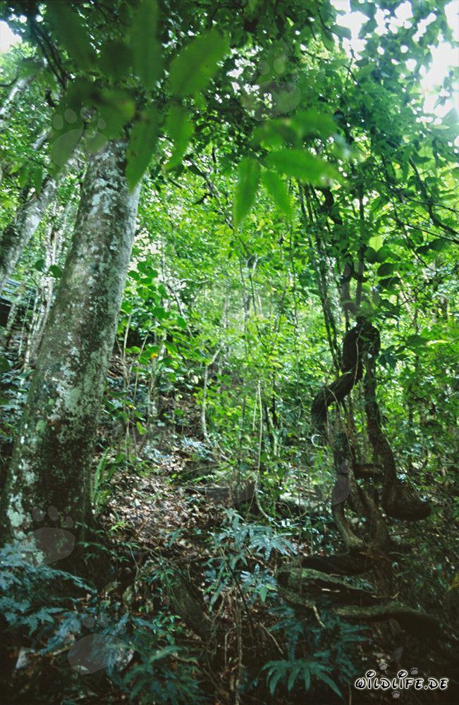 La fascinante verdure de la luxuriante forêt tropicale de Viti Levu, Fidji