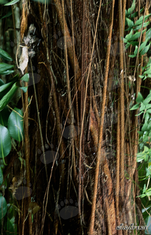 Albero di gomma maestoso nella lussureggiante foresta pluviale di Fiji