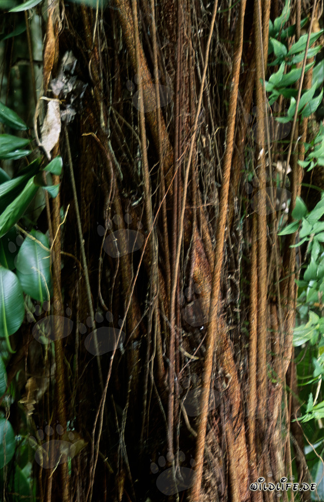 Árbol de caucho majestuoso en la exuberante selva de Fiji
