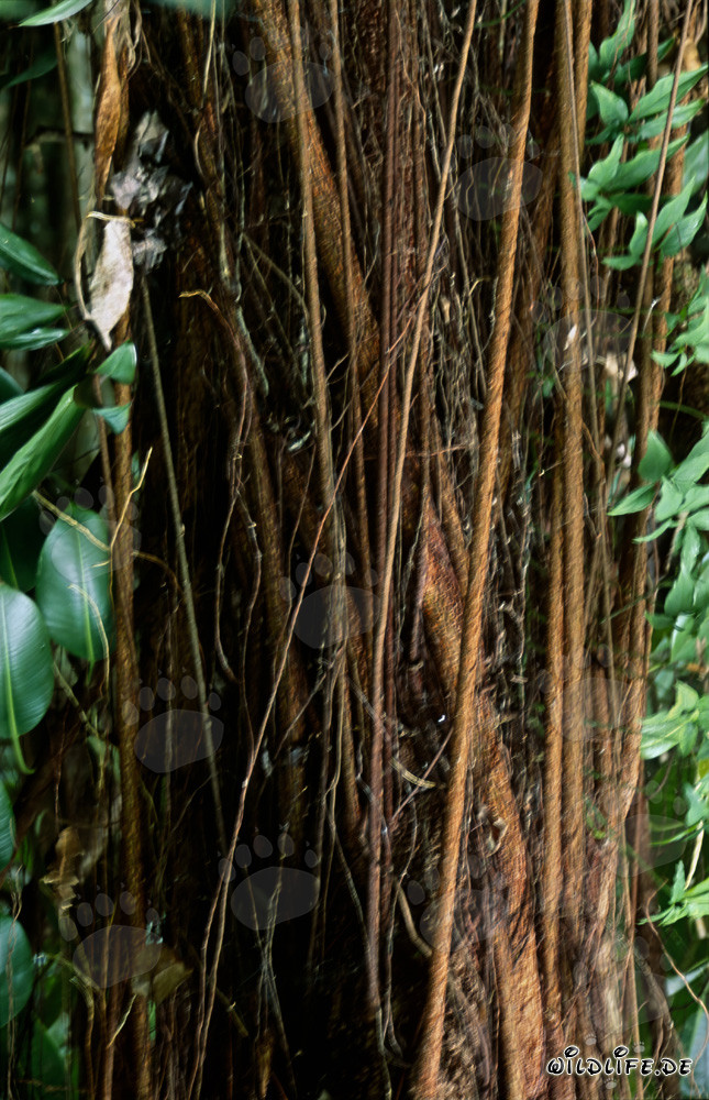 Arbre en caoutchouc majestueux dans la luxuriante forêt tropicale de Fidji