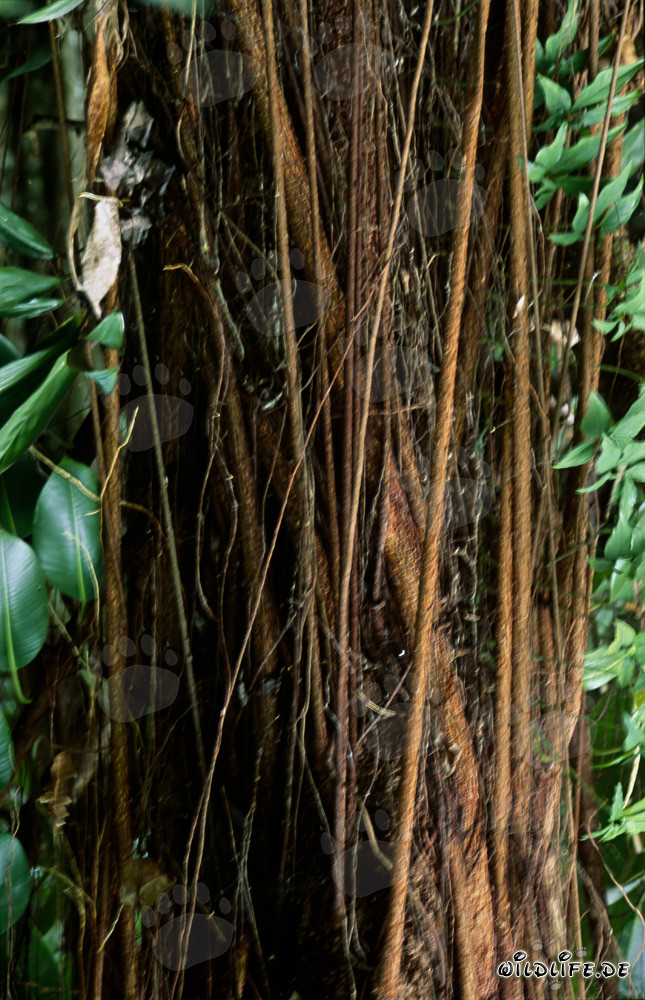 Majestätischer Gummibaum im üppigen Regenwald von Fiji