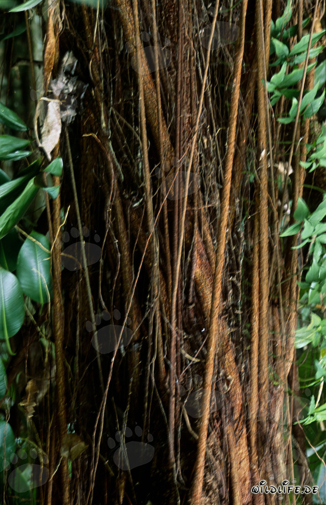 Majestic rubber tree in the lush rainforest of Fiji