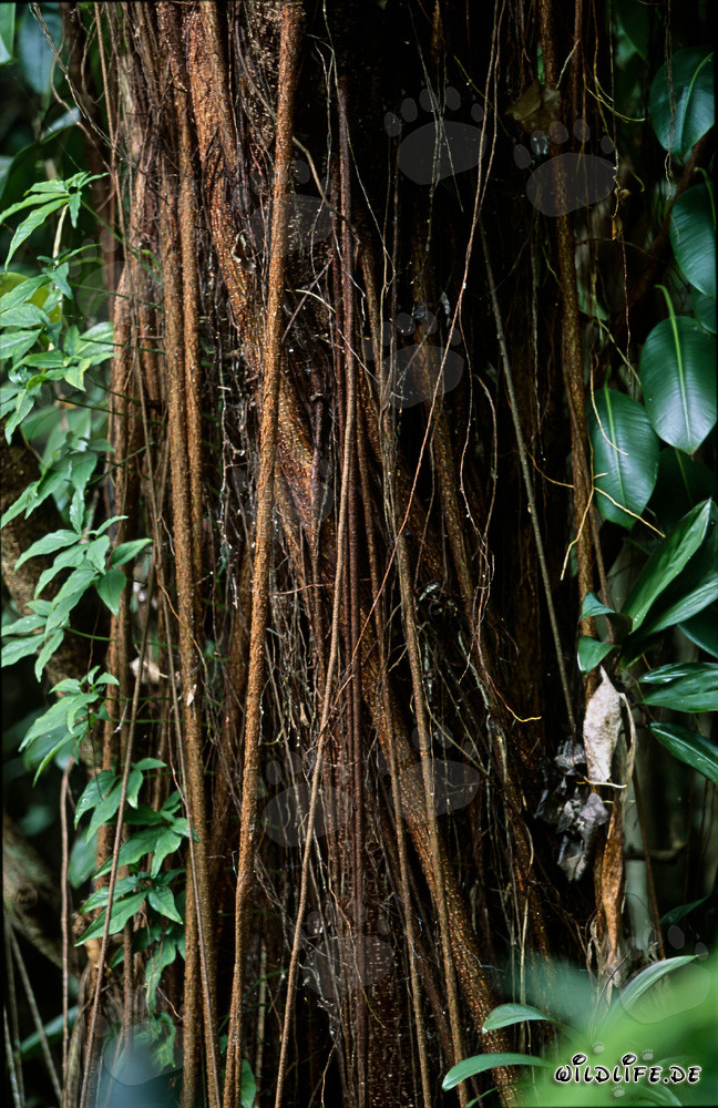 Air roots on an impressive rubber tree in the lush rainforest of Fiji