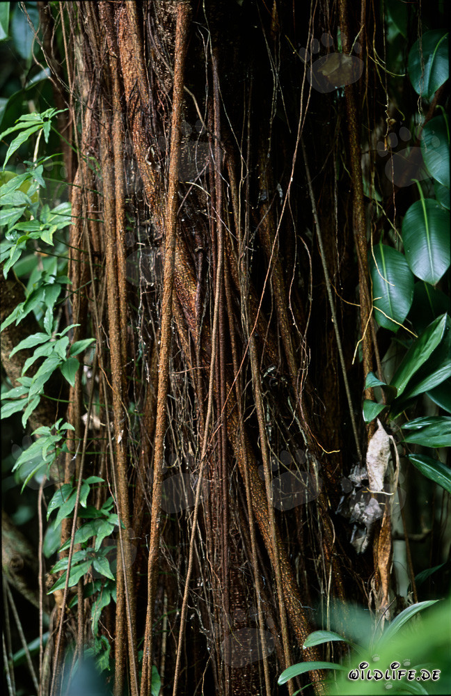 Racines aériennes impressionnantes d'un imposant caoutchouc dans la luxuriante forêt tropicale de Fidji