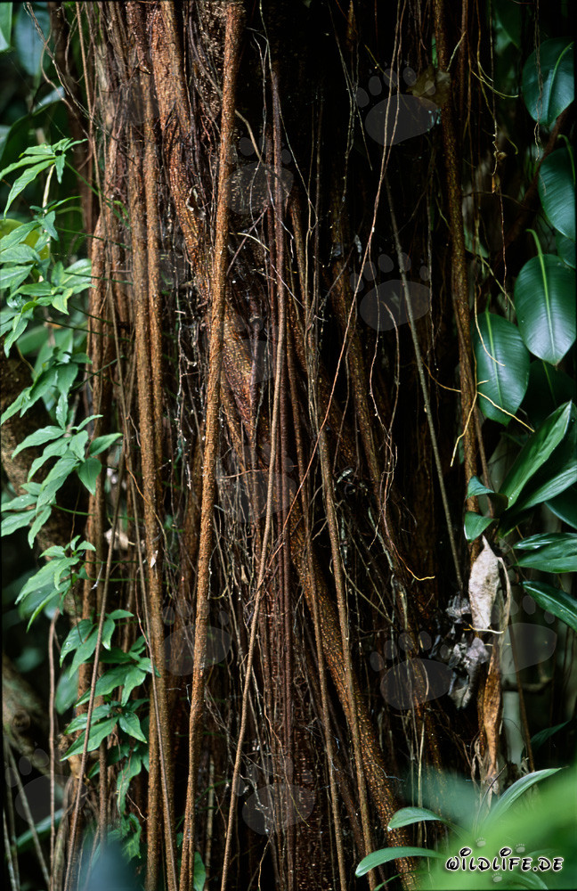 Raíces aéreas impresionantes de un imponente árbol de caucho en la exuberante selva de Fiji