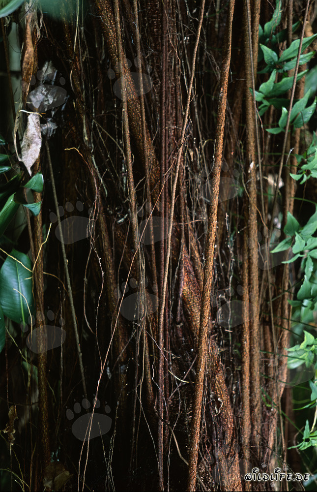 Fico dell'elastico (Ficus elastica) con radici aeree nella foresta pluviale